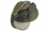 Bargain, Enrolled, Pedinopariops Trilobite - Mrakib, Morocco #165881-5